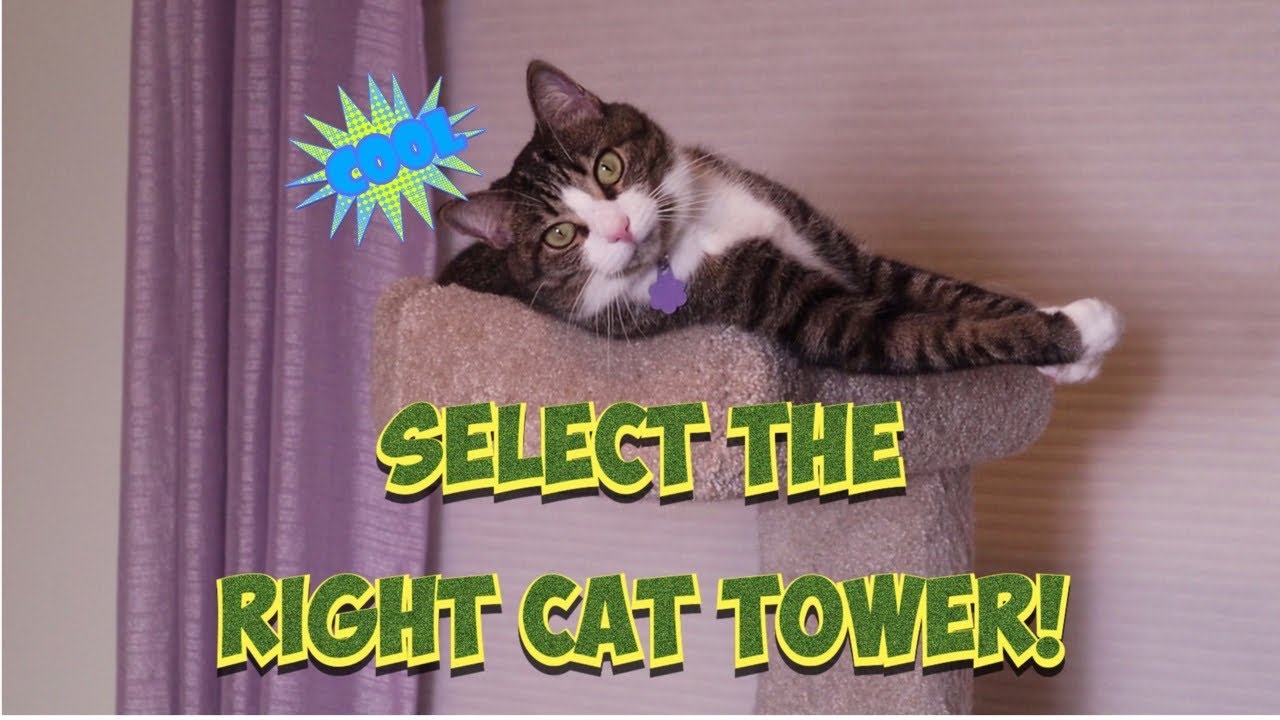 How to Choose the Right Cat Tree for Your Cat! 😻