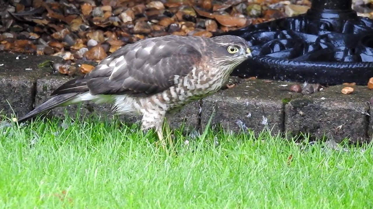 In Summer An Unwelcome Visitor Came To My Garden