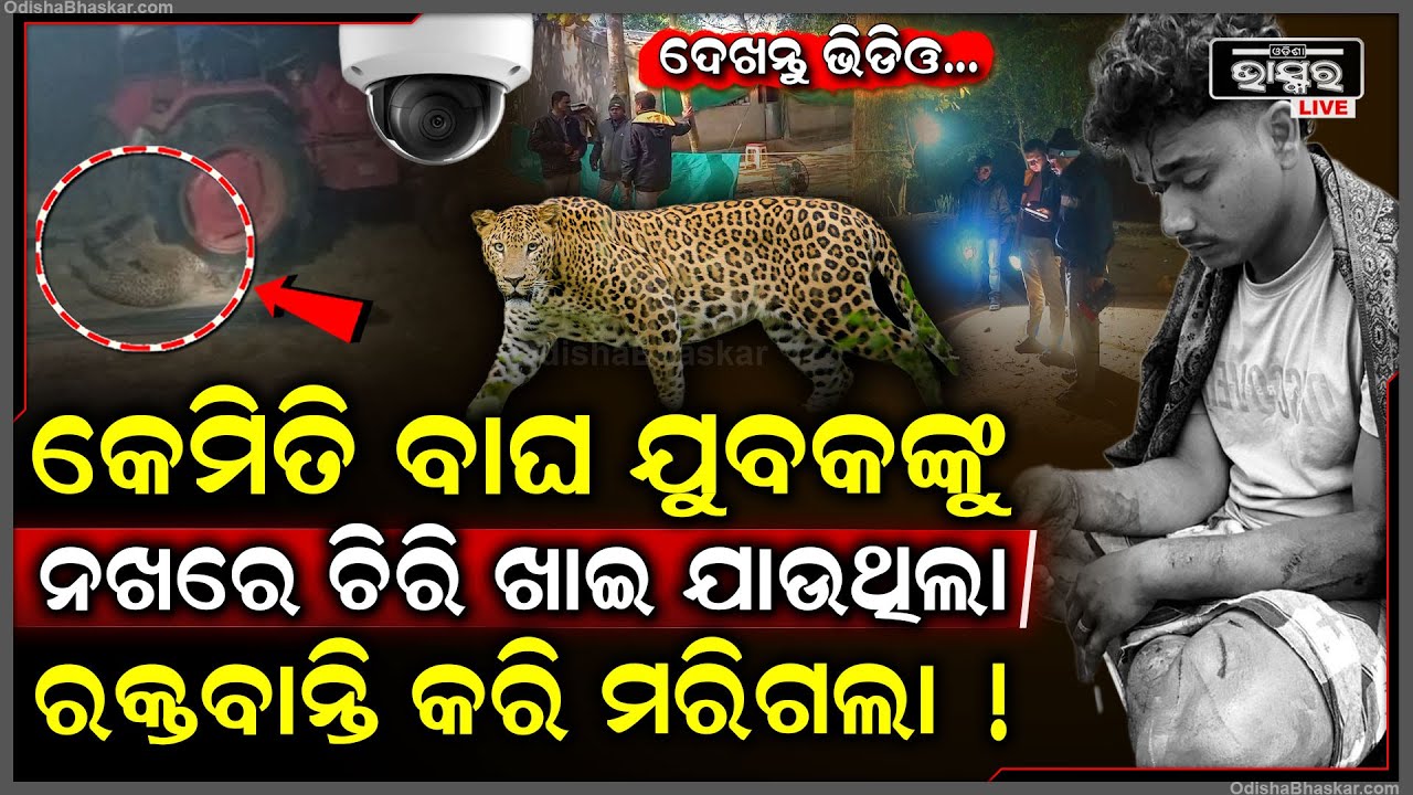 ସାମ୍ନାକୁ ଆସିଲା ସେଦିନ ରାତିର ଭିଡିଓ...କେମିତି ବାଘ ଯୁବକଙ୍କୁ ଛାତି ଉପରେ ବସି ନଖରେ ଚିିରି ଖାଇ ଯାଉଥିଲା