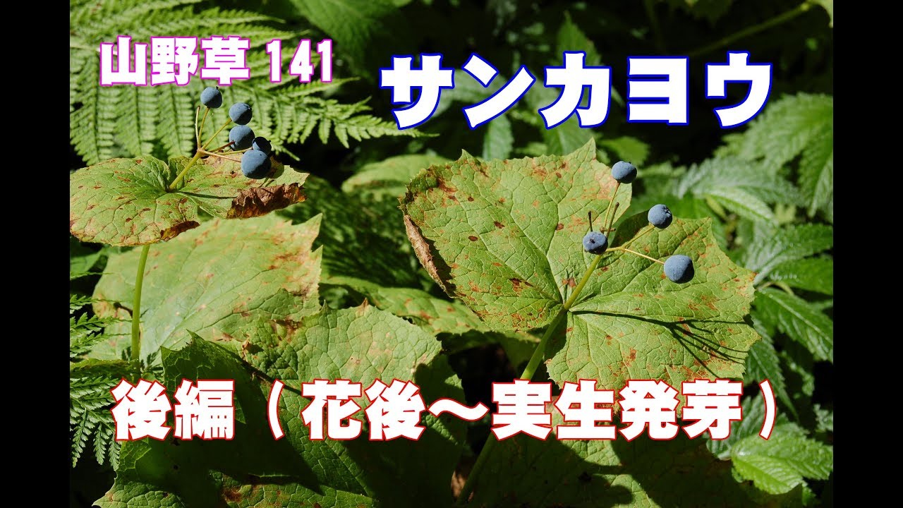 サンカヨウ後編－山野草141