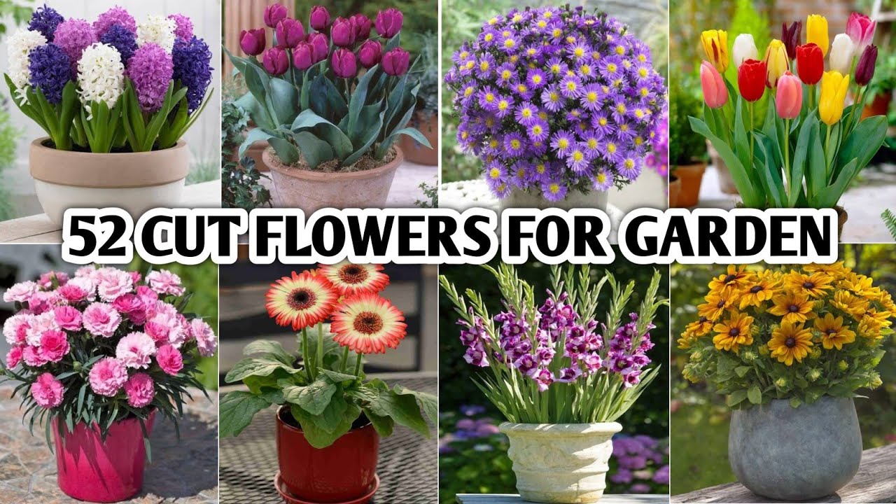 52 Best Cut Flowers for Cutting Garden | Cut Flower Plants for garden and pots | Plant and Planting