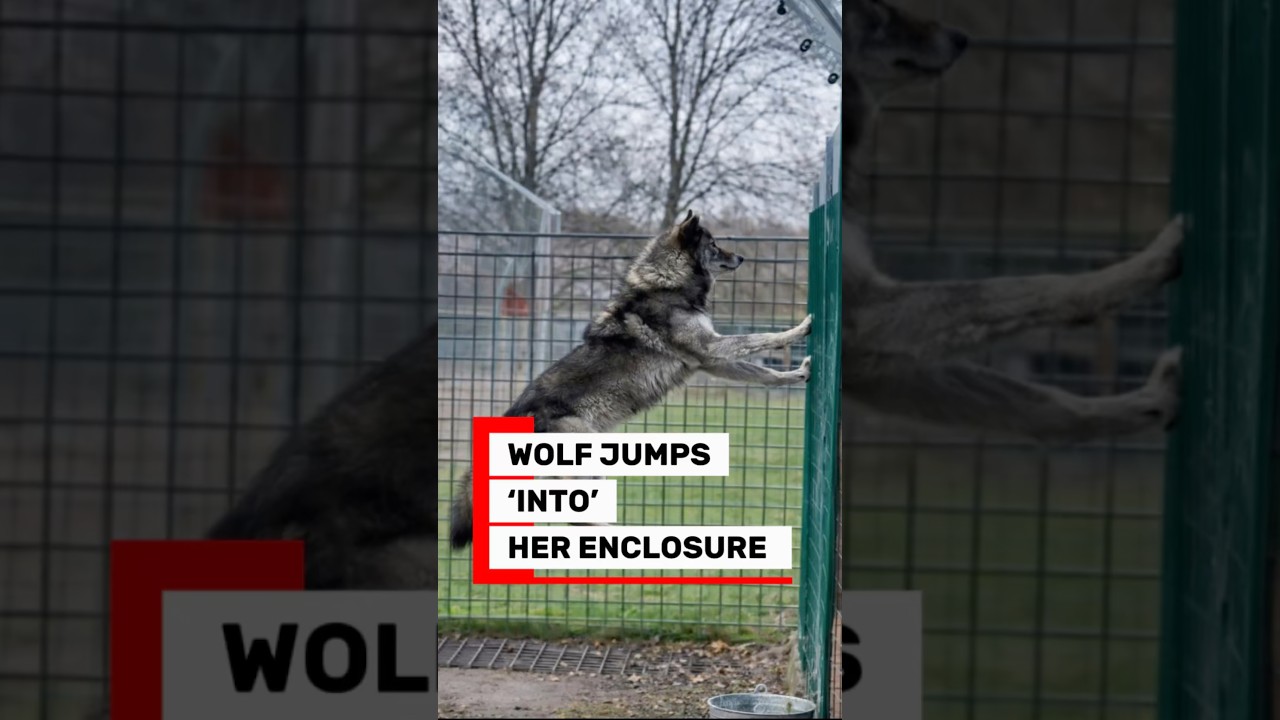 Wolf jumps 10 foot fence back INTO her own enclosure -  #wolf