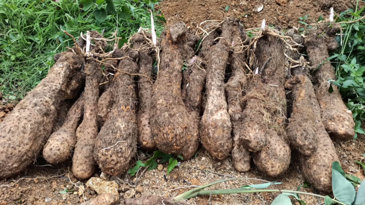 60 Year Old Farmer in Jamaica | White yam (Vincey)