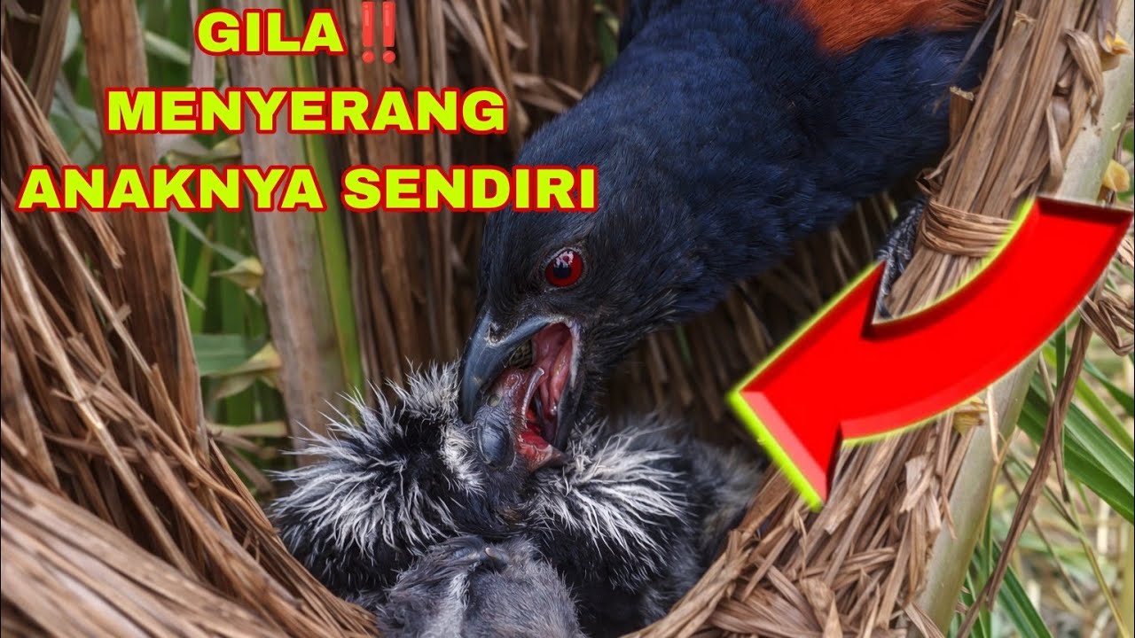 INDUK BURUNG BUT BUT MARAH ANAKNYA TAK KUNJUNG KENYANG