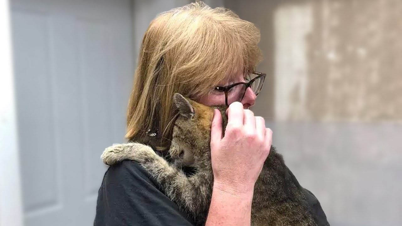 A Lost Cat Came Back to His Owner After 11 Years Apart!