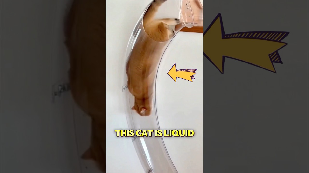 Хозяйка считает, что её кошка — это жидкость.