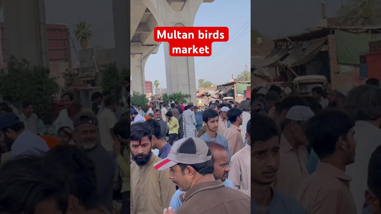 Multan birds market