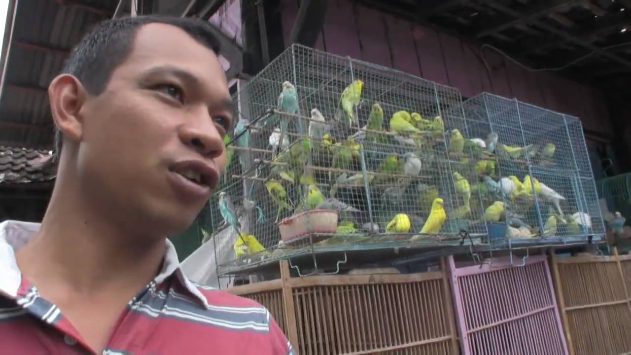 Yogyakarta Bird Market