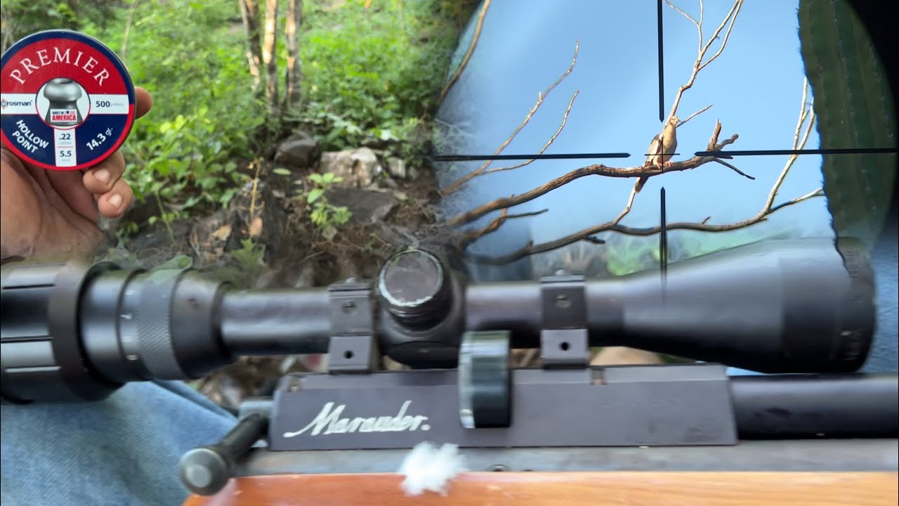 Cacería de palomas con rifle pcp benjamín marauder