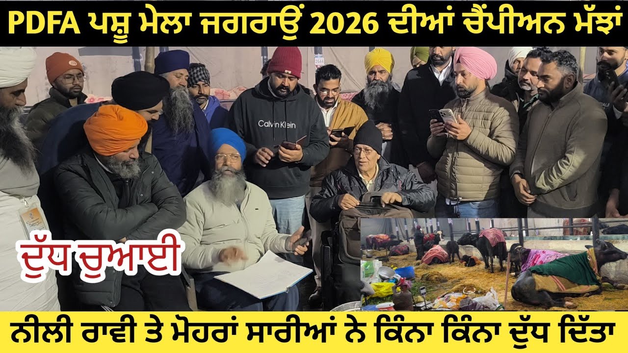 PDFA ਜਗਰਾਉਂ 2026 ਦੁੱਧ ਚੁਆਈ ਵਾਲੀਆਂ ਮੱਝਾਂ ਦਾ ਰਿਜਲਟ ਦੇਖੋ ਮੋਹਰਾਂ ਨੀਲੀ ਰਾਵੀ ਕਿੰਨਾ ਦੁੱਧ ਦਿੱਤਾ।