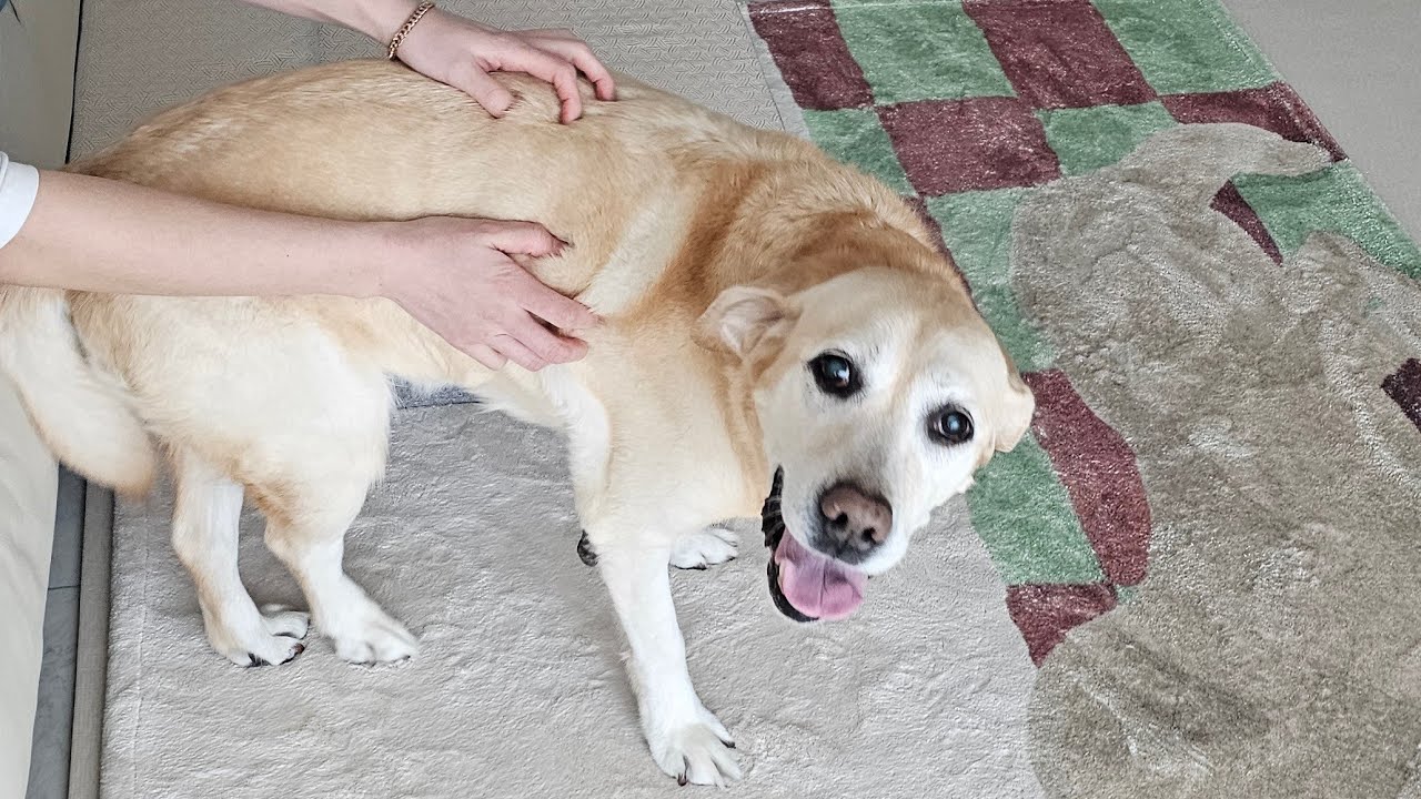 밀란이 13살 생일이에요🥳