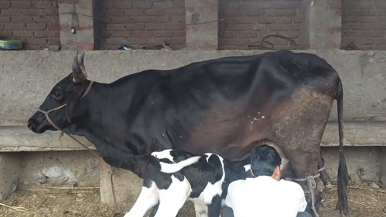 💎 Top Quality Gir Cross Cow 2nd Lectetion Sell Available 9610786734