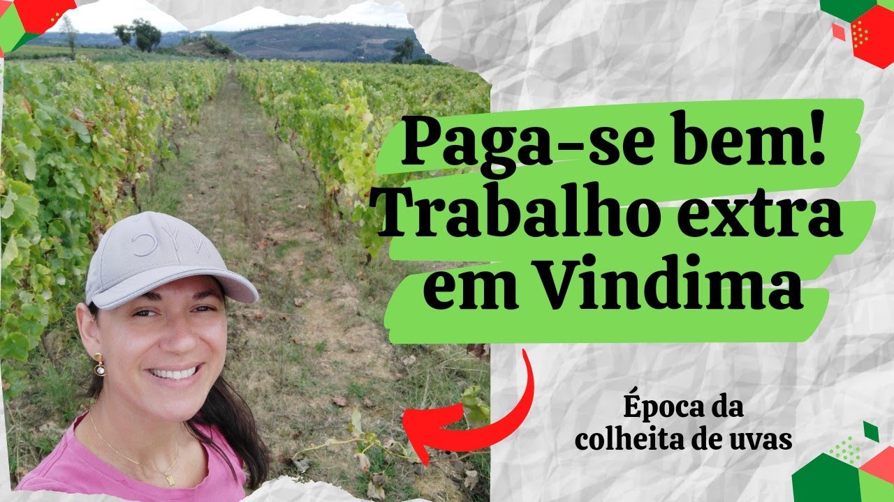 Trabalhar em uma colheita de uvas! Experiência para agregar valor a vida!