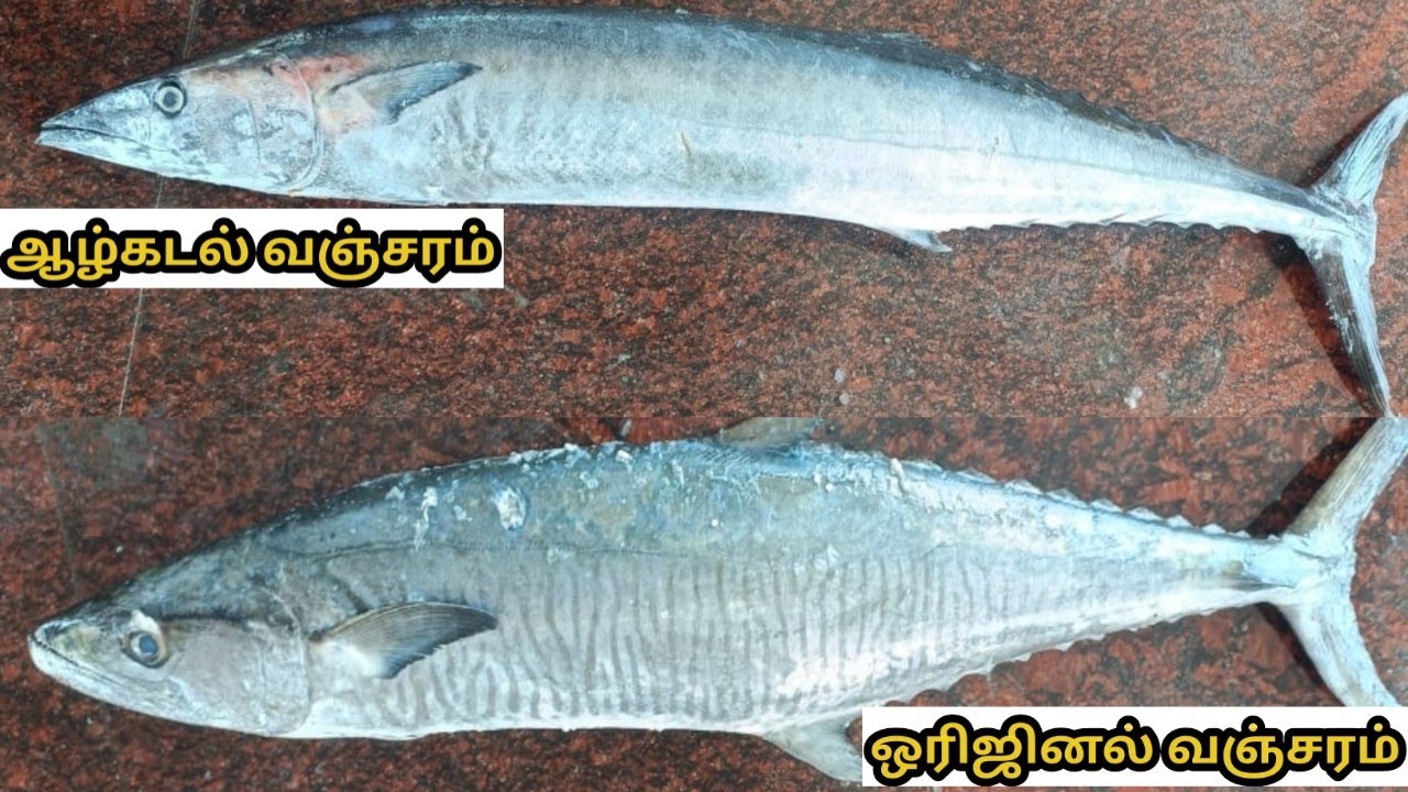 லோப்பு வஞ்சரம் & ஒரிஜினல் வஞ்சரத்தை கண்டுபிடிக்க தெளிவான விளக்கம் | Original & Duplicate Vanjaram