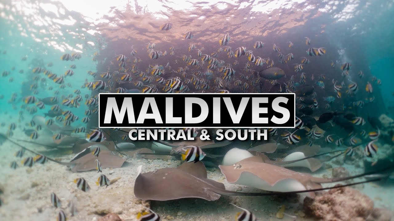 Diving the Maldives: Central & South Atolls [4k]