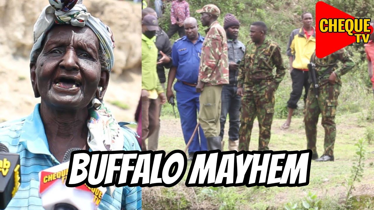 Breaking: One Woman Hospitalized After Brutal Buffalo Attack in Barut, Nakuru!