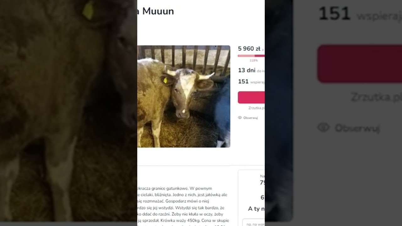 ОНИ СПАСАЮТ КОРОВУ-ТРАНСА!? #shorts