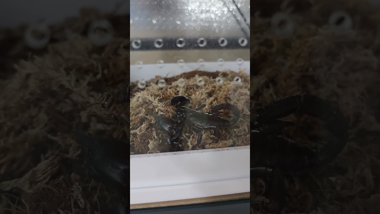 Tai Forest Scorpion #education #animals #zooanimals #zoo #bug #scorpion