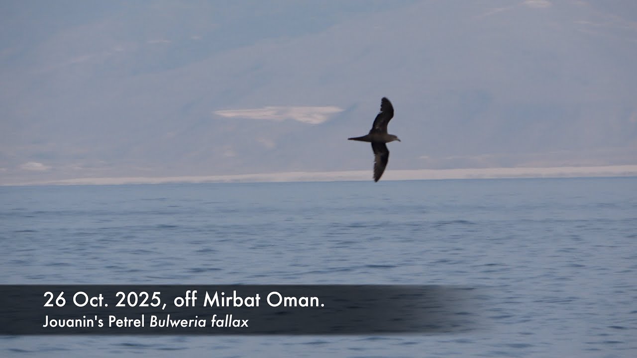 Jouanin's Petrel, 26 Oct. 2025, off Mirbat Oman