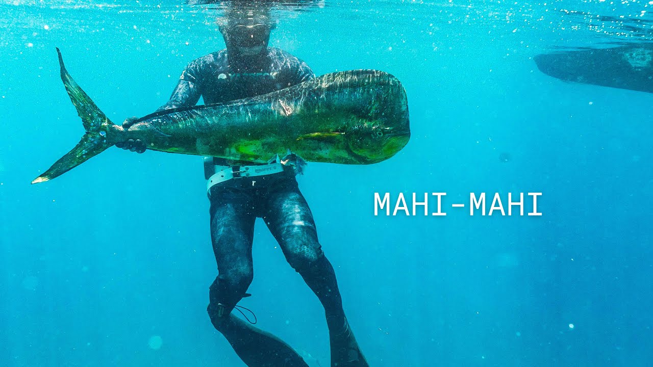 Spearfishing for Giant Dolphin Fish / Mahi Mahi  / Dorado In BAJA MEXICO, Sea Of Cortez!