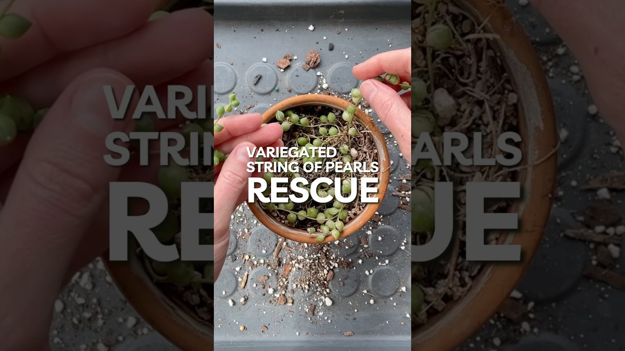 How to save your String of Pearls plant!  #houseplants #plants