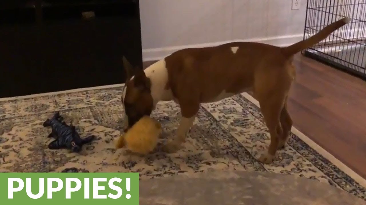 Dog loves to violently shake his toys
