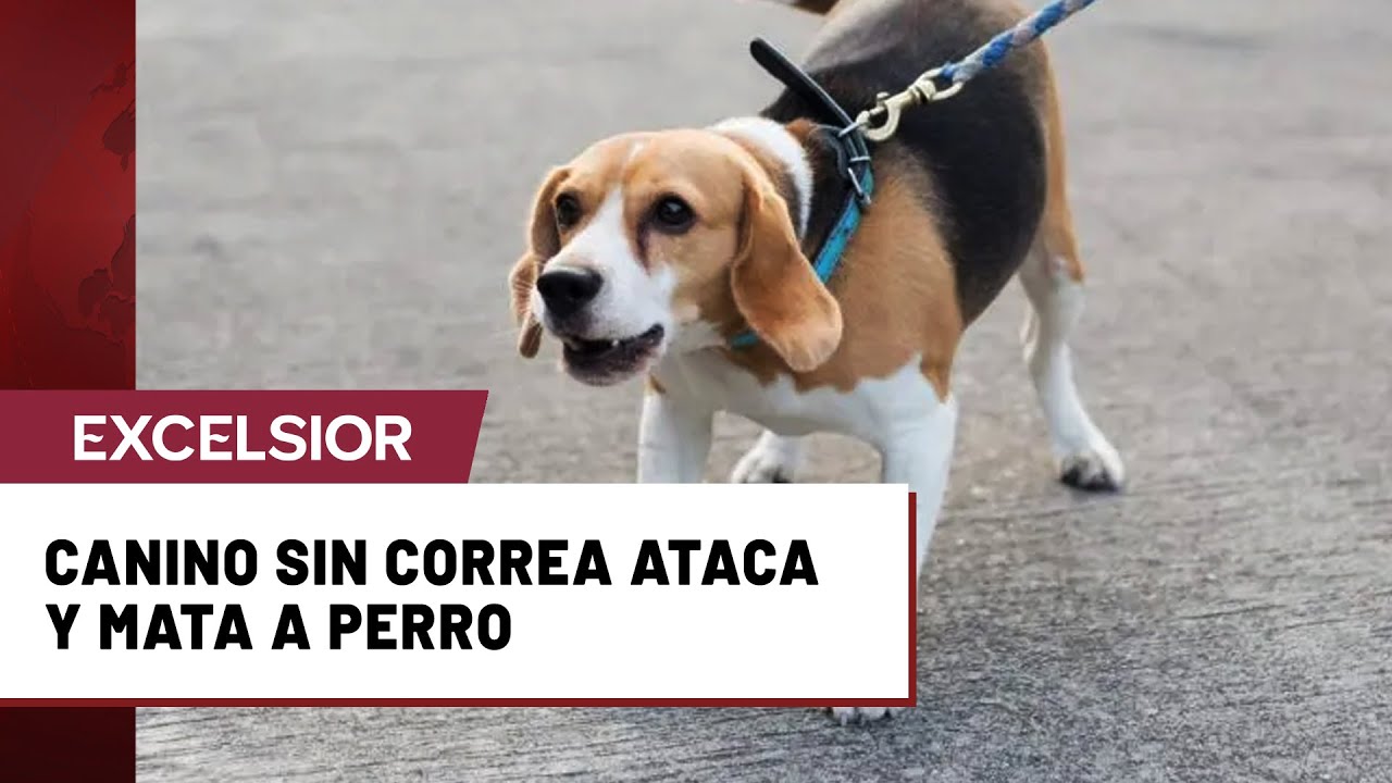 Muerte de perrito por otro can pone en debate el uso de correa en paseos