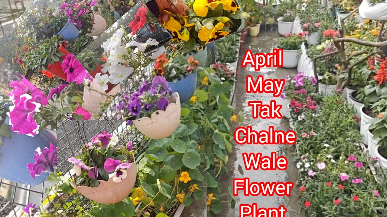 February garden update // April, May Tak chalne wale flower plant 
