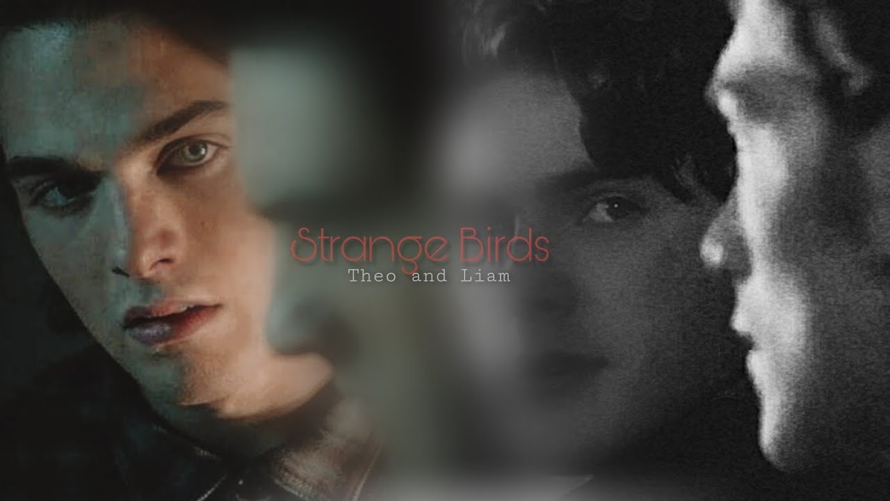Theo & Liam | Strange Birds
