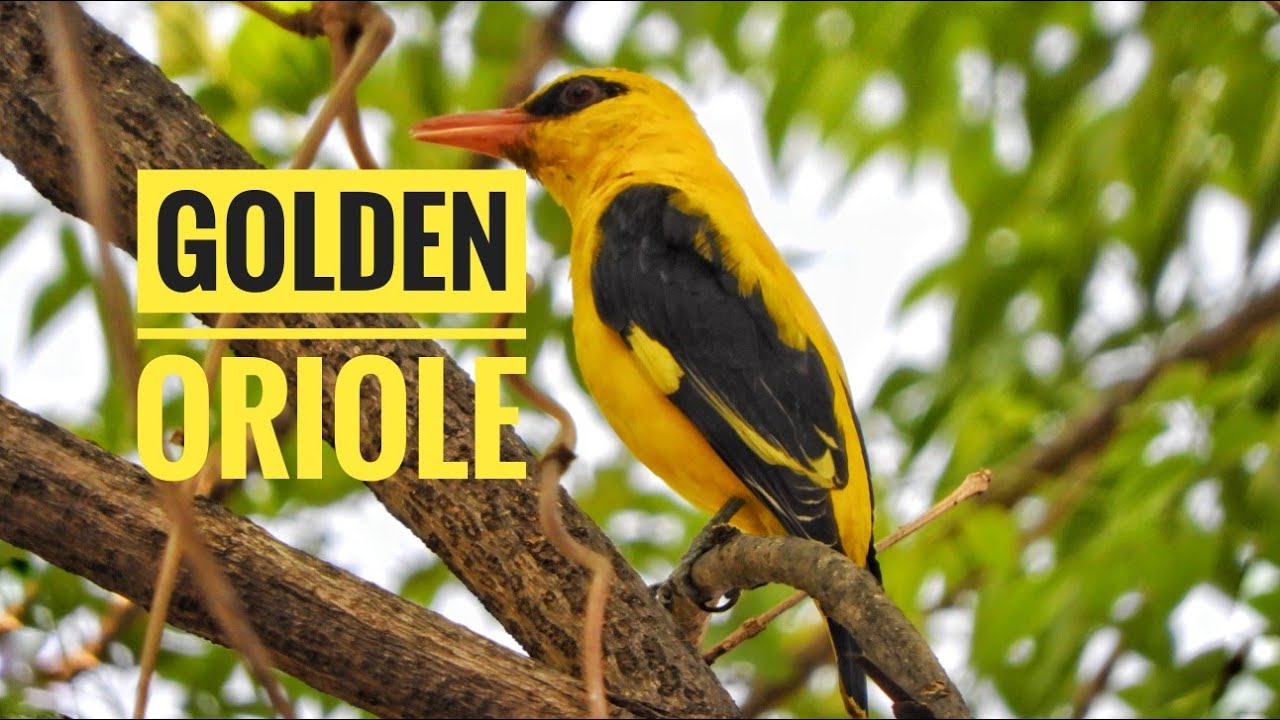 #Indian Golden Oriole Calling #(Oriolus kundoo)#Indienpirol, #Oropéndola India,#Rigogolo indiano,