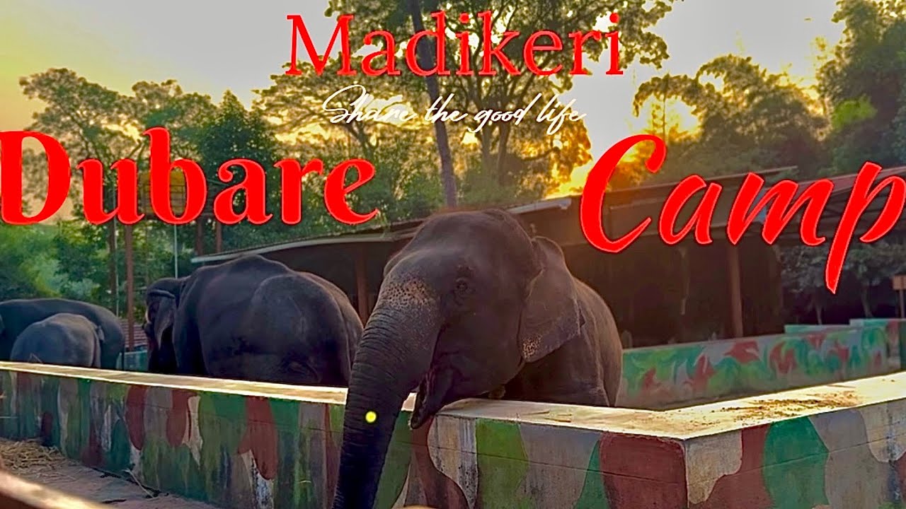 Charming and majestic elephants |boat ride|night ride to Bangalore 