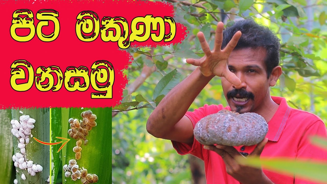 කුස්සියේ කලමනා වලින් මකුණා වනසමු 100% ක් සාර්තකයි