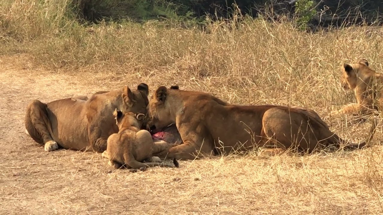 東非旅行｜#1 動物進食中之獅子家族吃疣豬 #kenya #vlog