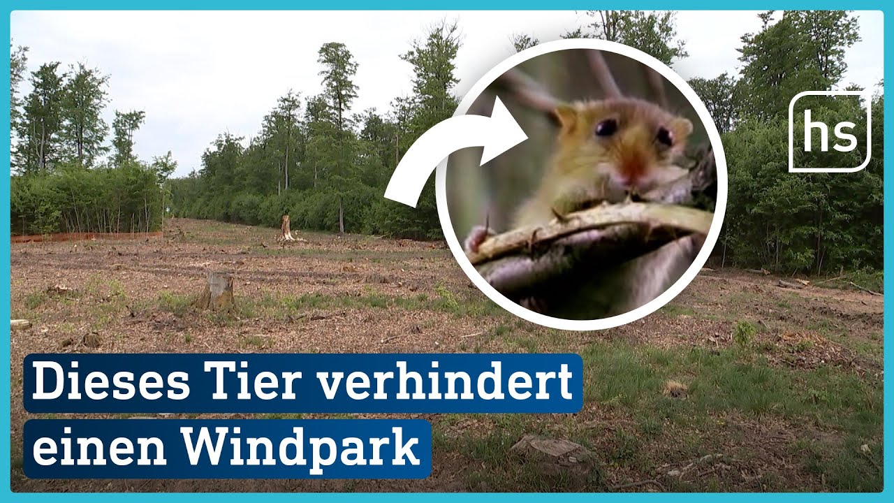 Baustopp für Hessens größten Windpark | hessenschau