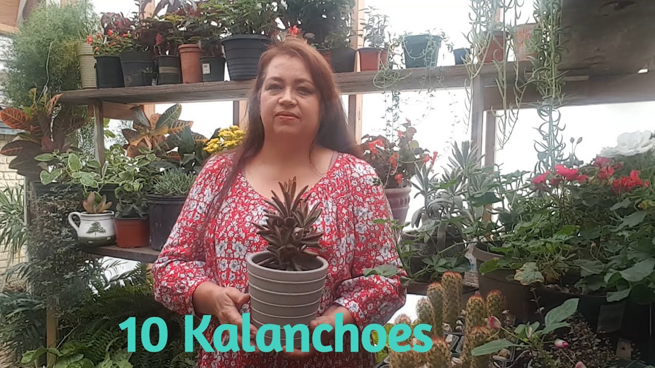 10 Tipos de Kalanchoes
