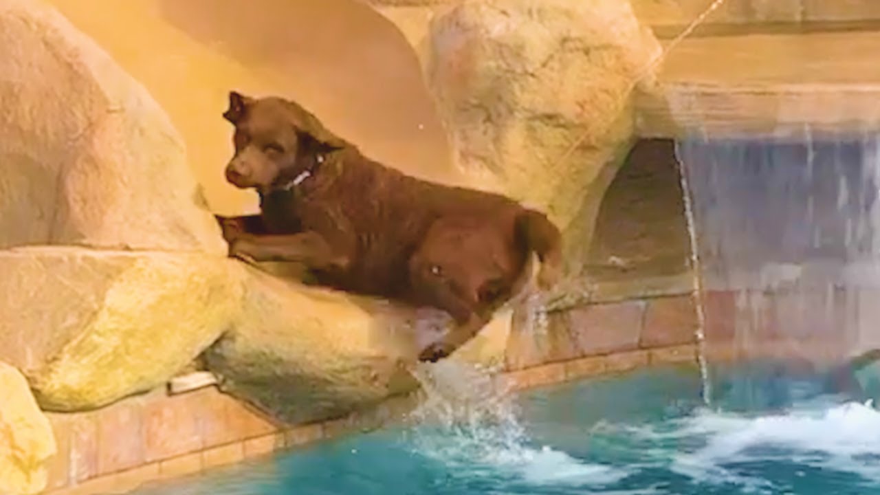 Funny Animals Fall Down - Try Not To Laugh || PETASTIC 🐾