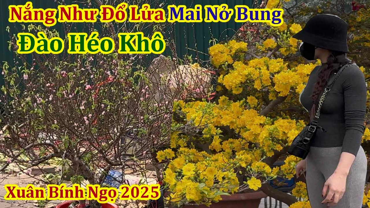Choáng Cảnh Chiều Xuân Nắng Rực Lửa Đào Héo Mai Nở Bung Quất Vắng Khách Mua
