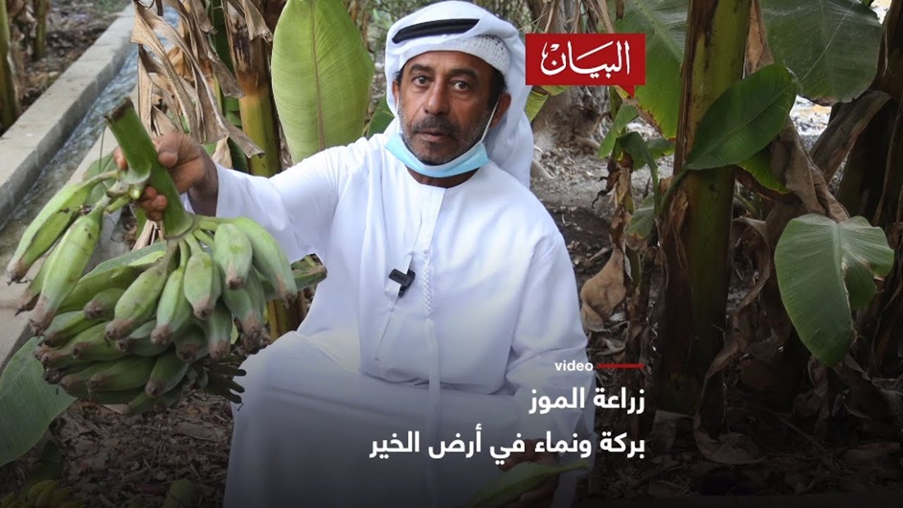 زراعة الموز بركة ونماء في أرض الخير
