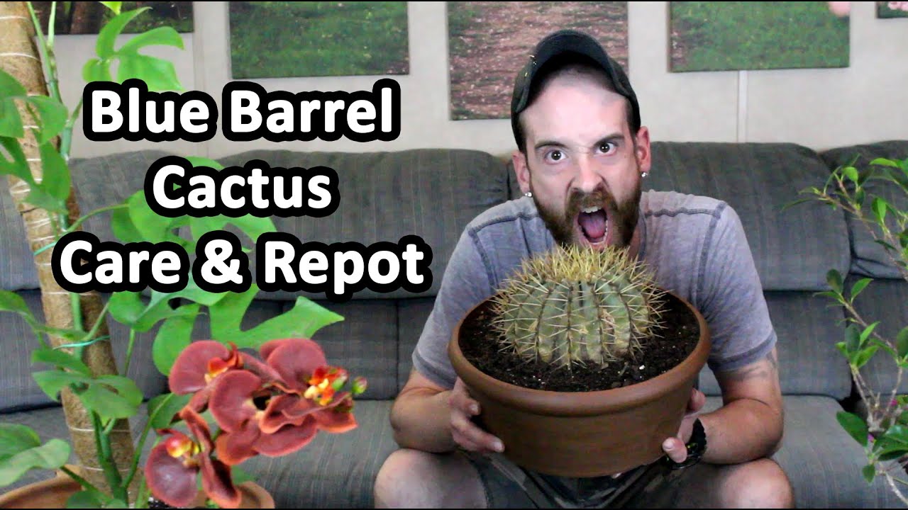 Blue Barrel Cactus Care & Repot (Ferocactus glaucescens)