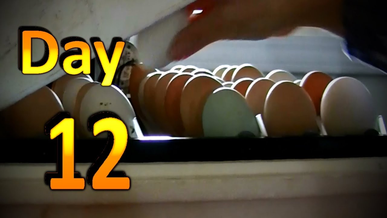 How to Hatch Chicken Eggs (Part 3) Candling the Eggs on Day 12