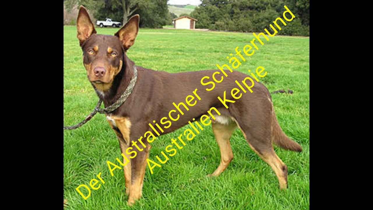 Australian Kelpie der australische Hütehund