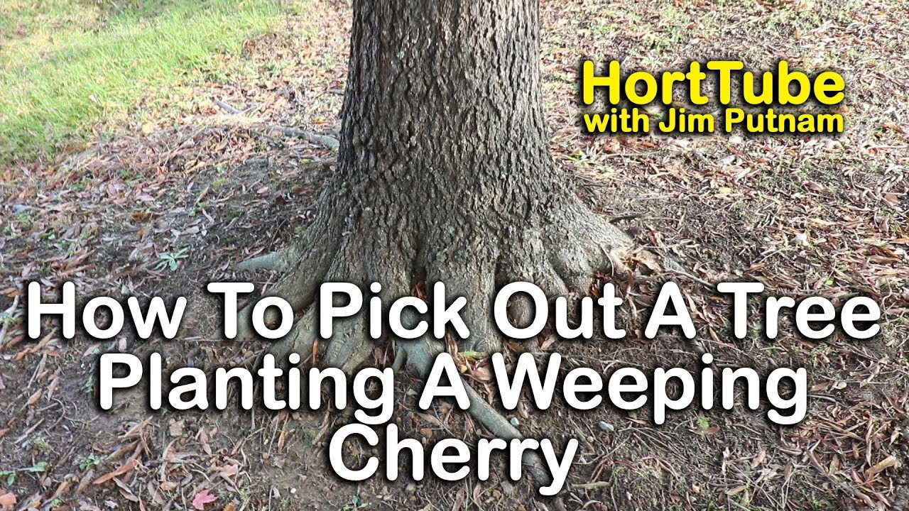 How To Pick Out Healthy Trees - Planting Weeping Cherry Tree