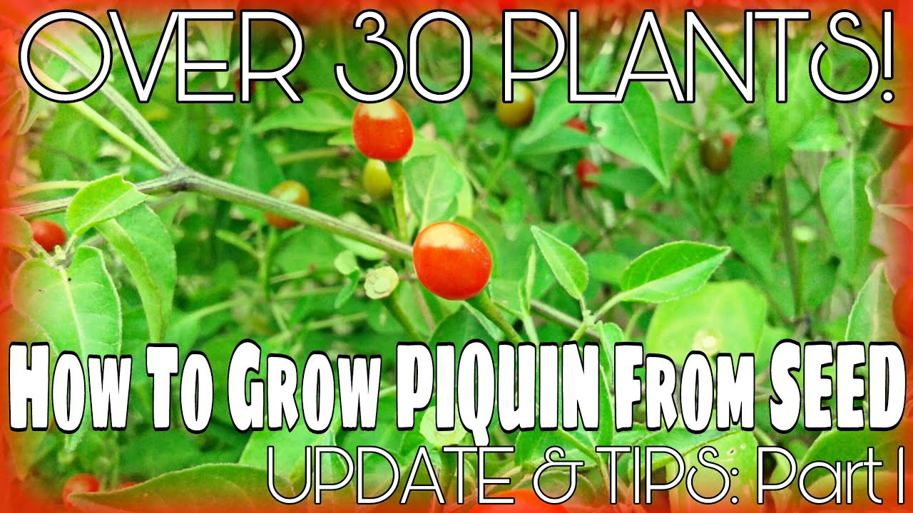 How To Grow PIQUIN From SEED: UPDATE & TIPS: Part 1/OVER 30 Plants!