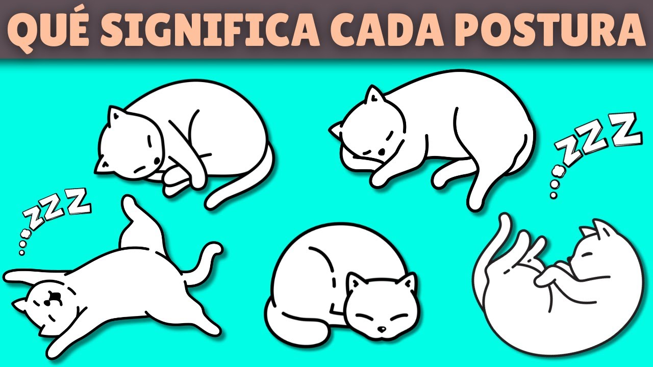 Qué REVELA la postura para DORMIR de tu gato sobre su salud y estado de ánimo 😴🐱