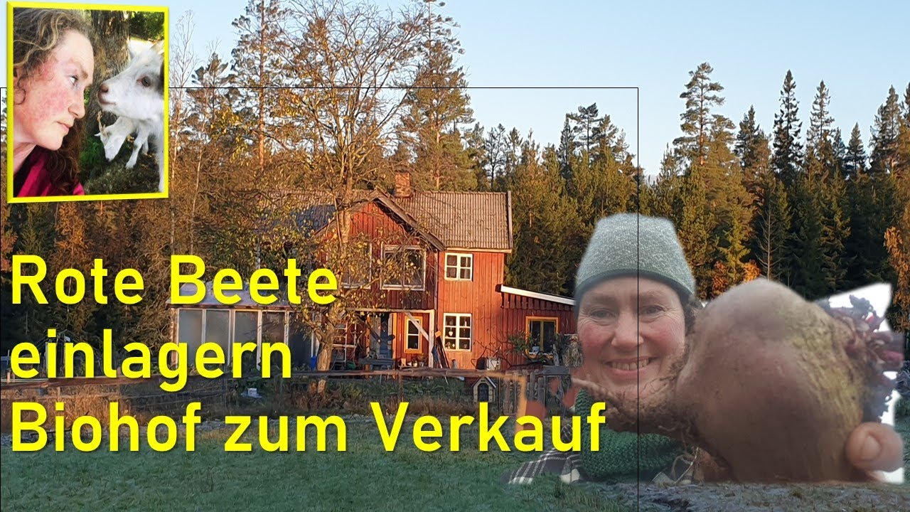 Rote Beete einmieten und ein Biobauernhof mit Hofladen zum Verkauf