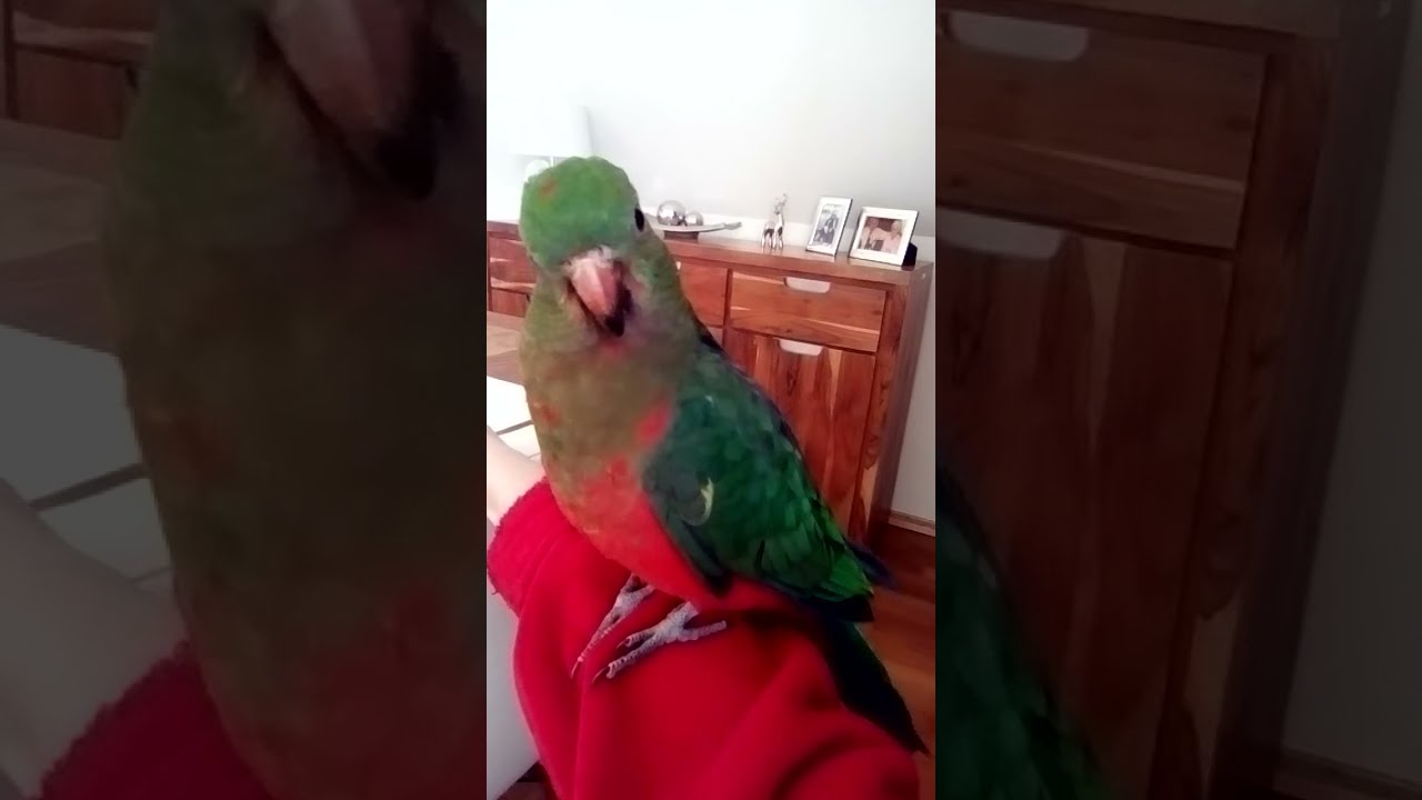 Amigo in Aktion