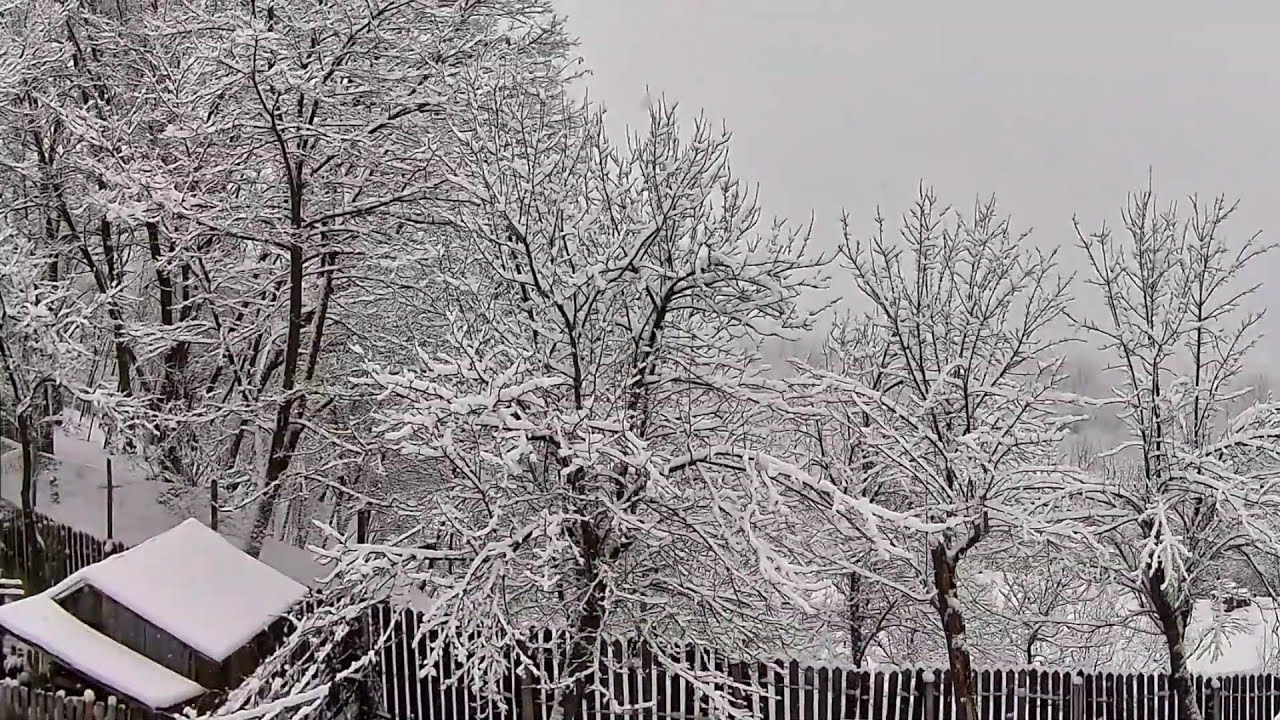 Ariceștii Zeletin [Ianuarie 2026] [II]