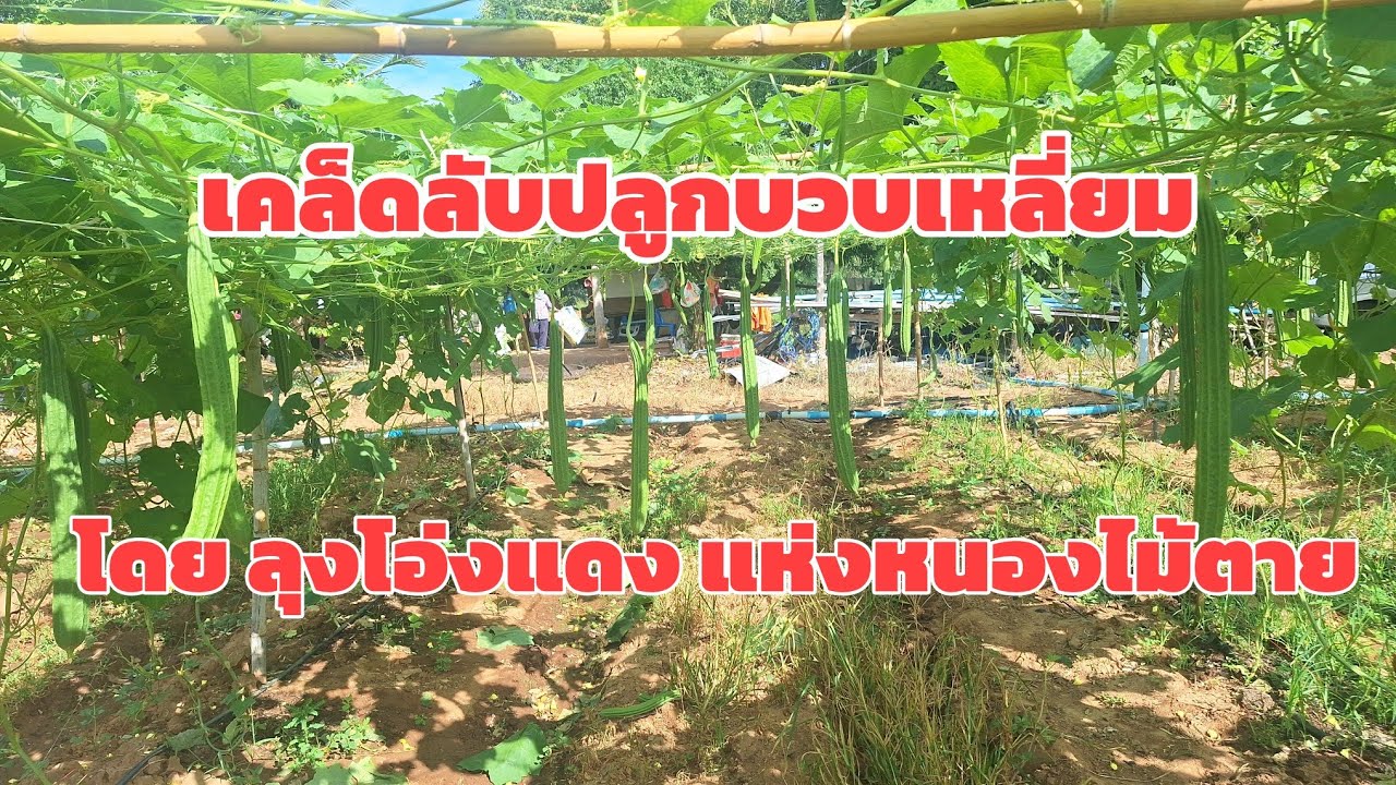 เคล็ดลับปลูกบวบเหลี่ยม ฟาโรห์ของศรแดง โดยลุงโอ่งแดง