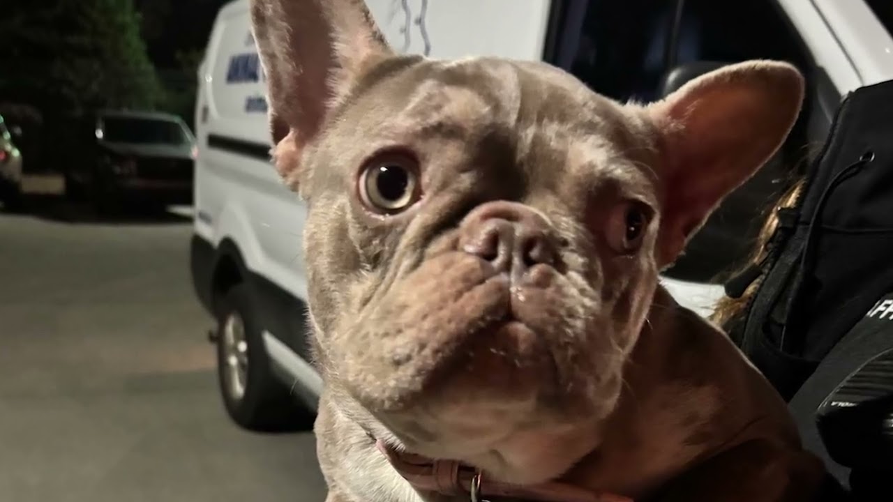 Charlotte-Mecklenburg Police Department Charges Animal Abuser