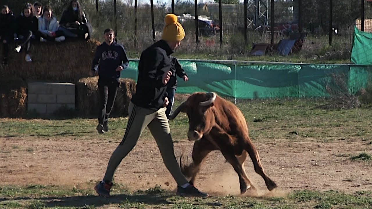 CAPEA con un NOVILLO y DOS VACAS en la finca de LÓPEZ BAYO